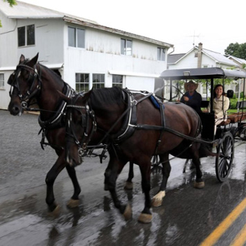 Amish scene with horse and carriage